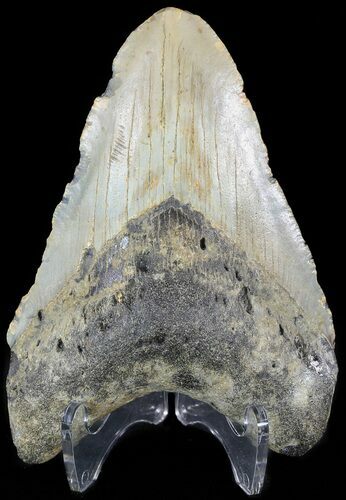Bargain Megalodon Tooth - North Carolina #48910